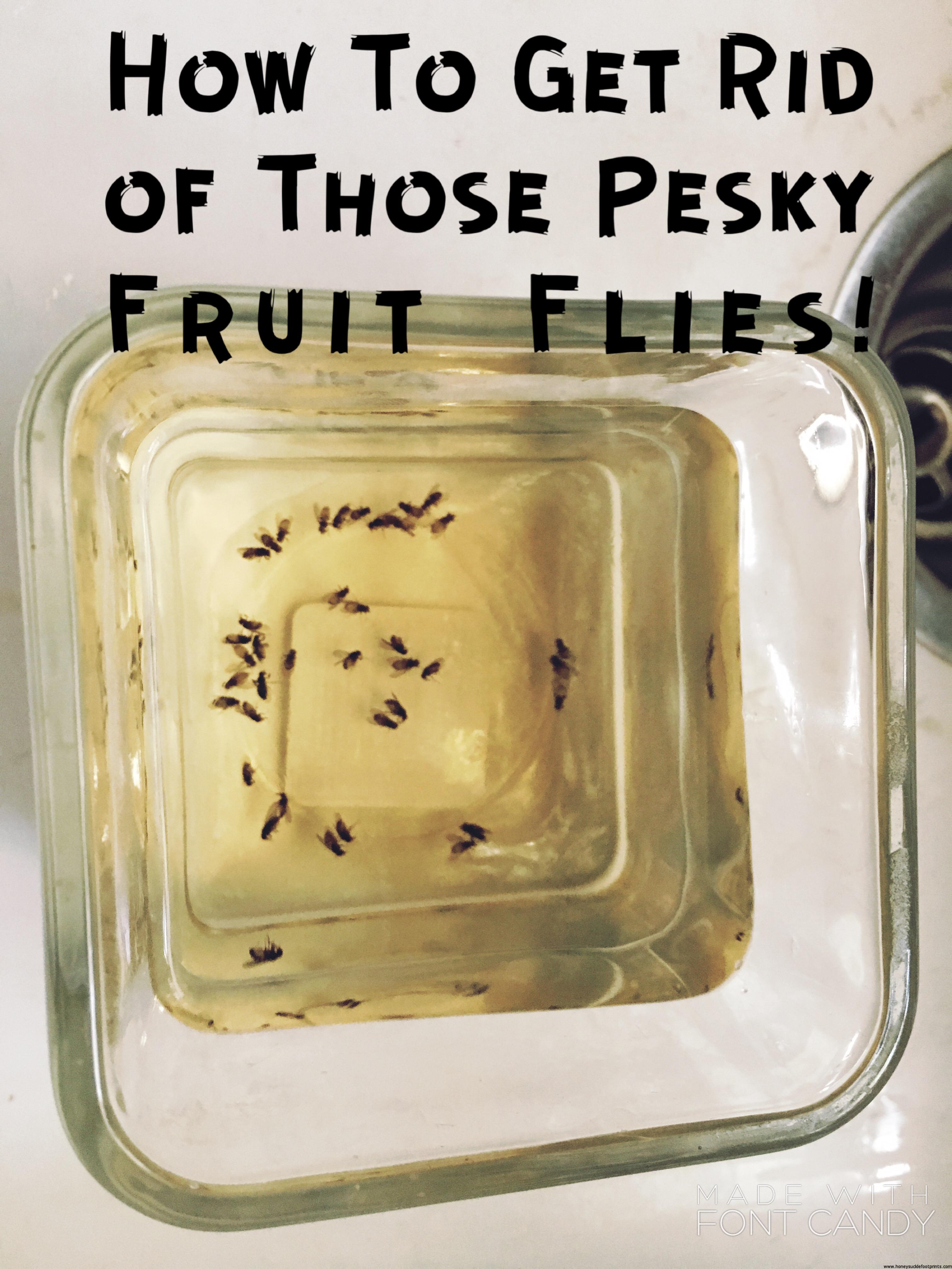 How to get rid of fruit flies honeysuckle footprints